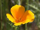 Sunol 015  California Poppy